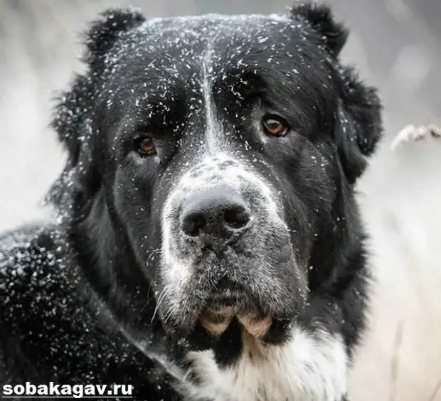 Среднеазиатская овчарка собака. Описание, особенности, уход и цена породы