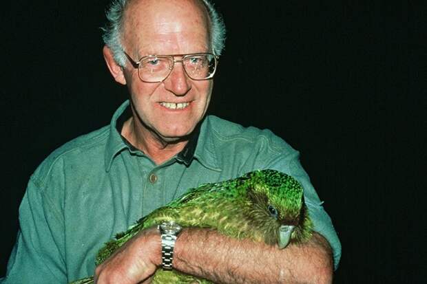Редкий вымирающий вид птиц только что получил шанс на выживание Вымирающий вид, животные, попугай какапо