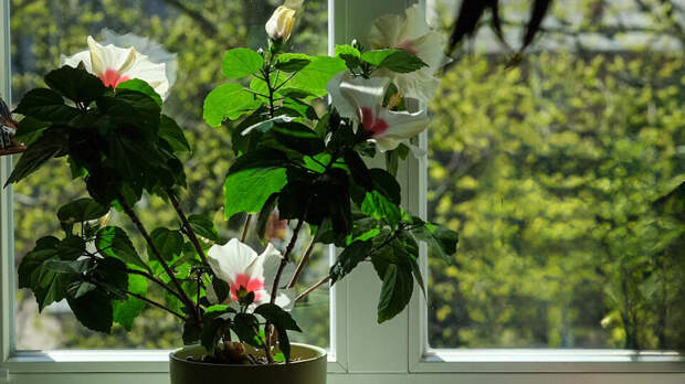 Младенец погиб, подавившись стеблем цветка