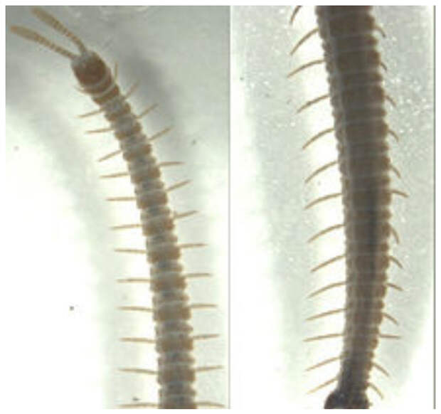 Ballophilidae (лат.) — семейство губоногих многоножек из отряда геофилы. многоножки, насекомые, сколопендра, фауна