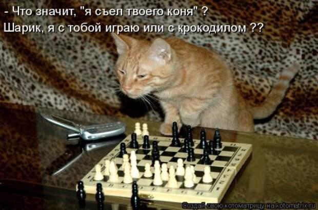 Свежая котоматрица для настроения (32 фото)