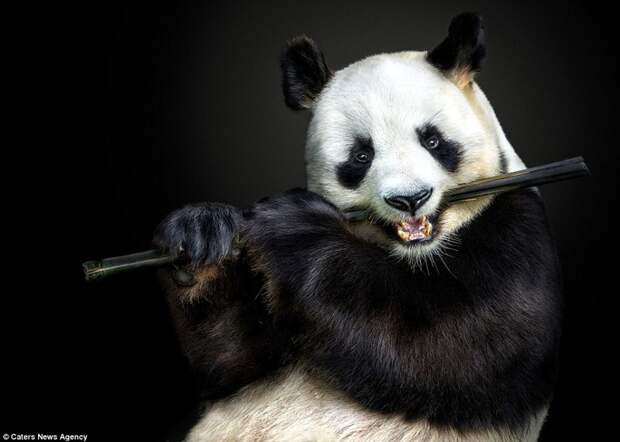Панда, жующая бамбук  животные, фотография