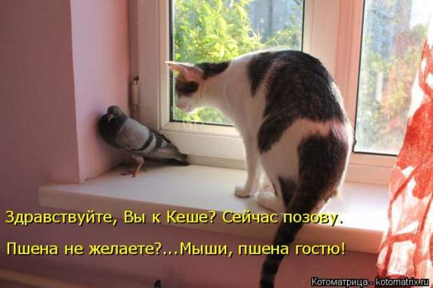Лучшие котоматрицы недели (50 фото)