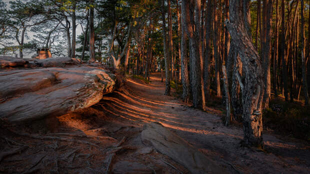 Palatinate Forest in the morning by Ali Aksi on 500px.com