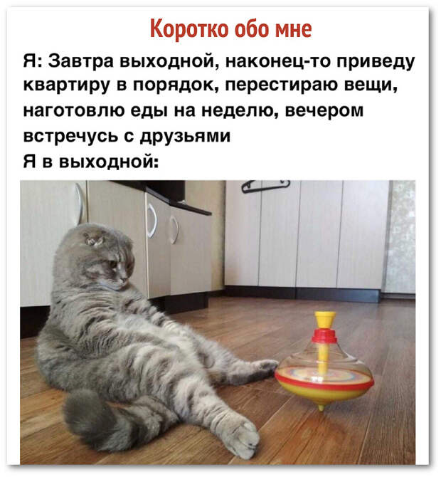 изображение: Коротко обо мне: Я: Завтра выходной, наконец-то приведу квартиру в порядок, перестираю вещи, наготовлю еды на неделю, вечером встречусь с друзьями. Я в выходной. #Котоматрицы