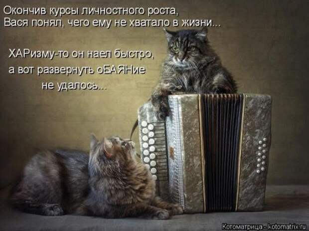 Свежая котоматрица для всех (20 шт)