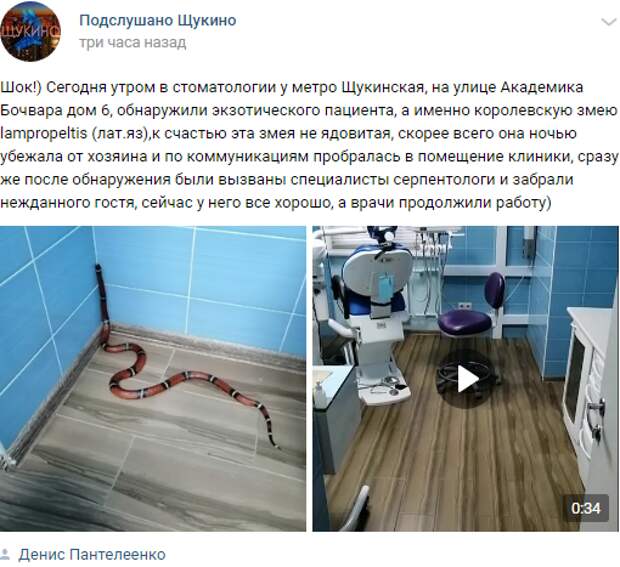 Экзотическая змея приползла на приём к стоматологу на улице Академика Бочвара