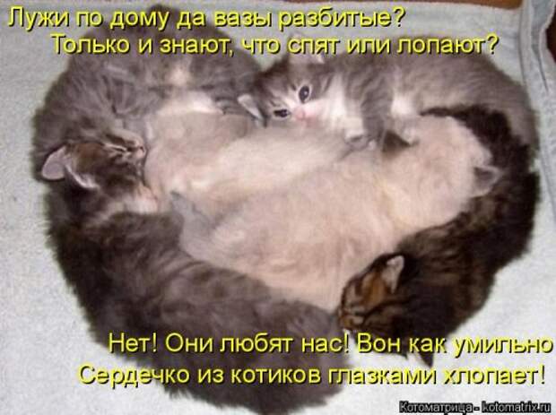 Свежая и прикольная котоматрица (32 фото)