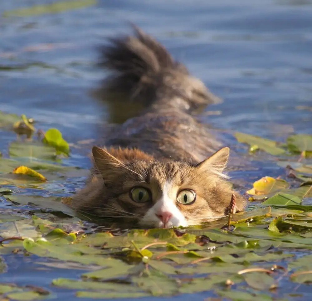 Кошки в озерах. Кот плывет. Кот на речке. Котик в воде. Речные котики.