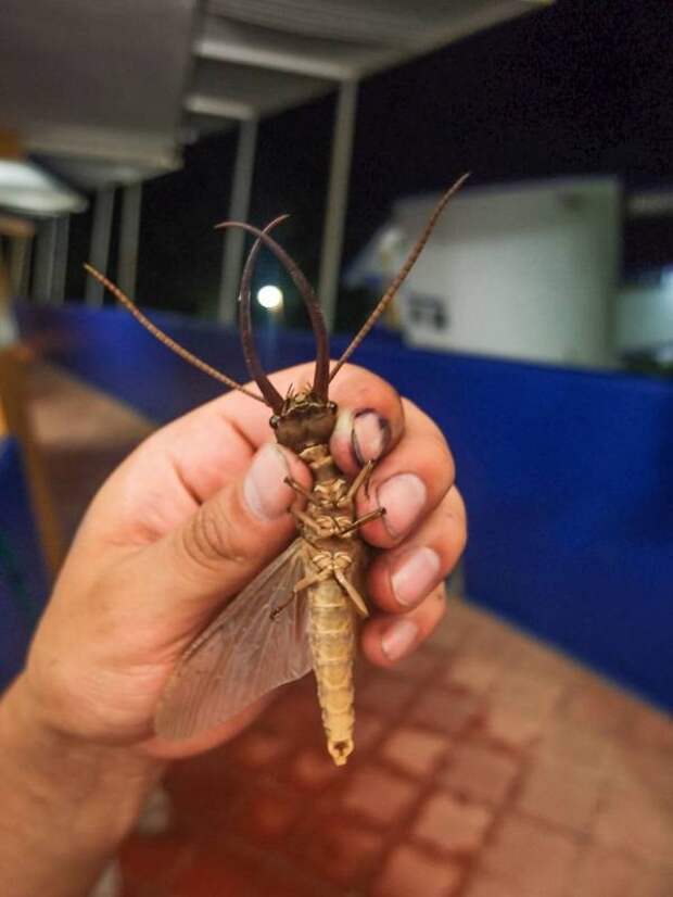 Самец вислокрылки коридалины