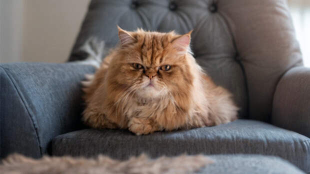 Крепкий орешек и прапорщик Стешин