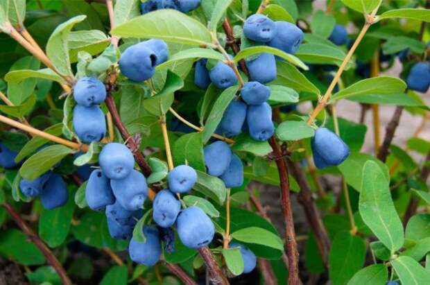 Жимолость голубая, или Жимолость синяя (Lonicera caerulea)