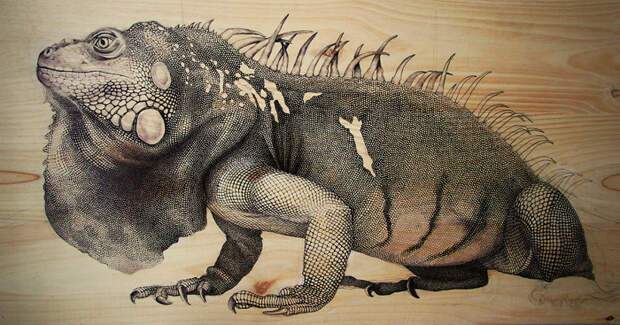 Игуана (перо, тушь) живопись, художник, экология