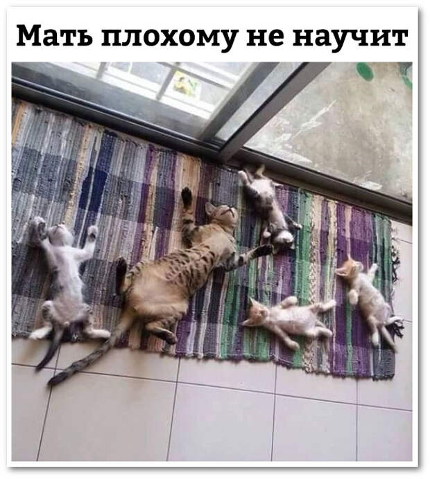изображение: Мать плохому не научит #Котоматрицы