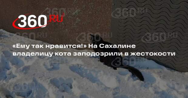В Поронайске кот отказался от лотка и требует выходить в снег