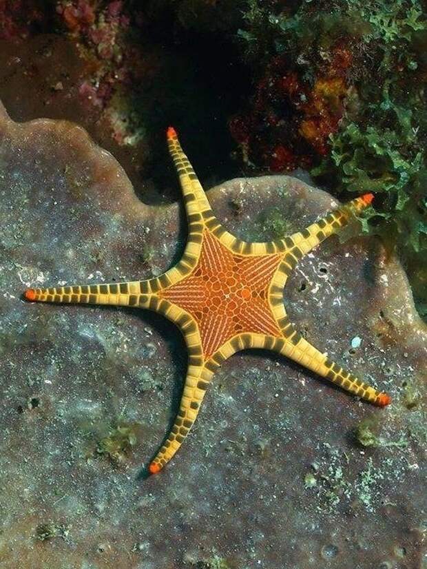 Звезды на дне моря интересное, морские звезды, факты, фауна