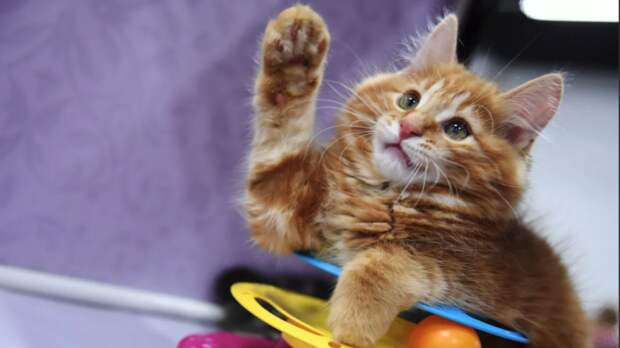 Трёх кошек из России признали лучшими в мире в категории «ветераны»