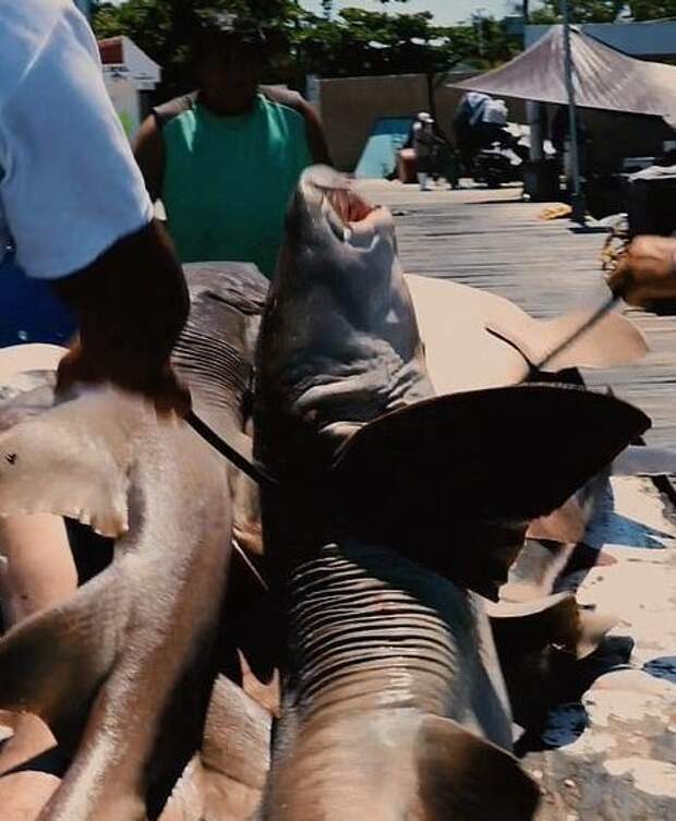 Незаконно убитых акул продают под видом лосося? Роб Стюарт, акулы, браконьерство, документальное кино, морские хищники, незаконная охота, рыбы, уничтожение акул