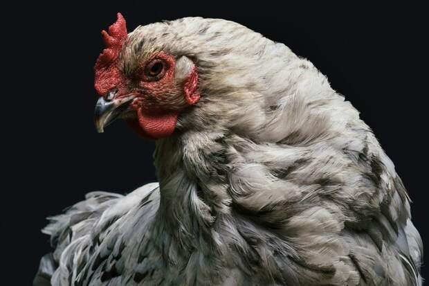 Гонконг отменил запрет на импорт мяса птицы из 23 регионов России