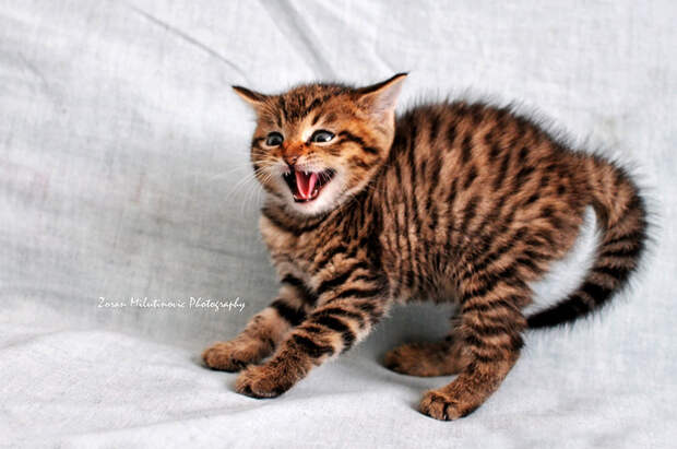 Oh No!!! by ZoranPhoto