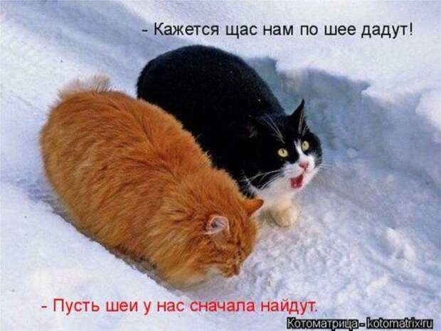 Сборник весёлых котоматриц (35 шт)