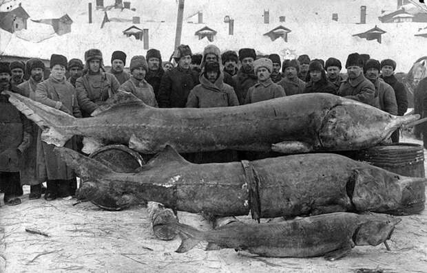 Блог - 4 метра в длину: куда исчезла белуга — самая большая речная рыба на планете 4 метра в длину: куда исчезла белуга — самая большая речная рыба на планете