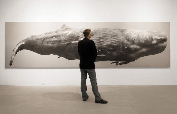 Фотографии китов в натуральную величину от Брайана Остина