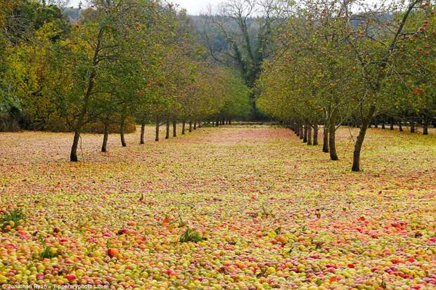 Яблоневый сад в Клонмеле, графство Типперэри, Ирландия ирландия, катаклизм, природные катаклизмы, стихия, ураган, шторм, яблоки