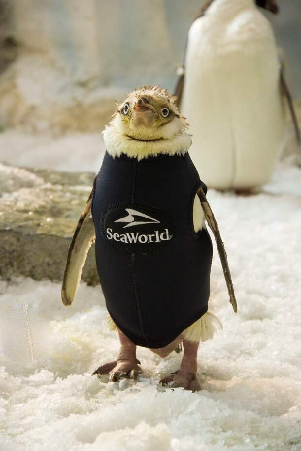 Лишившемуся оперения пингвину подарили гидрокостюм добро, мир, человек