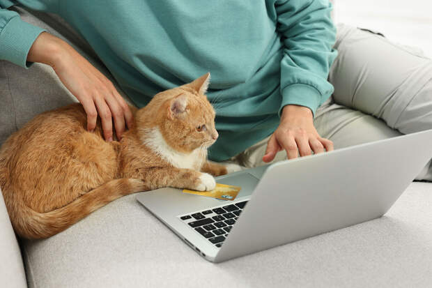 Врач Лавров: человек может заразиться фелинозом даже от внешне здоровой кошки