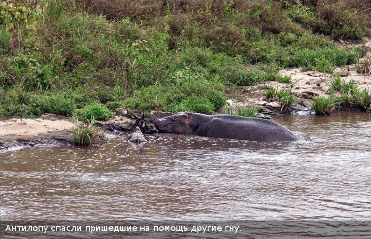 Бегемот спас антилопу (11 фотографий), photo:11