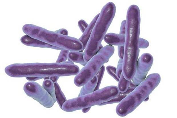 бактерия Tropheryma whipplei