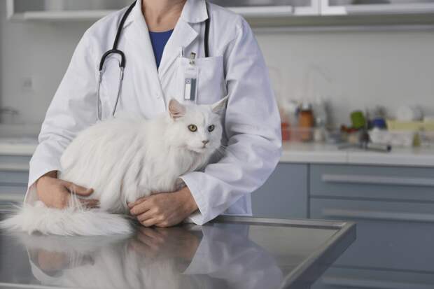 Последствия для кошки в результате обращения в ветклинику за услугами по стерилизации и кастрации