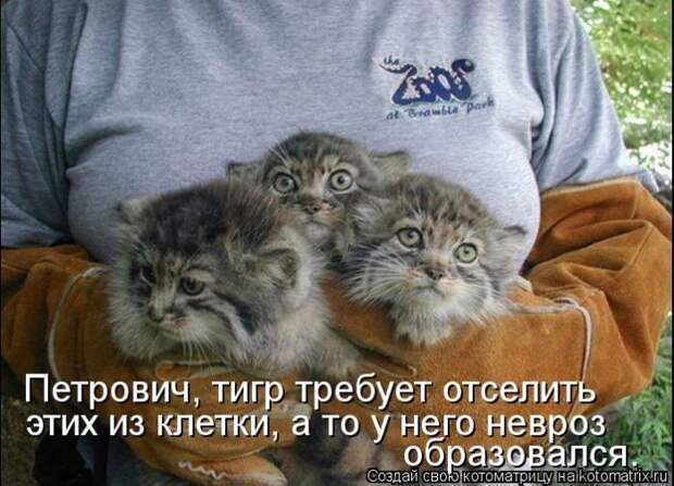 Лучшие котоматрицы недели Лучшие котоматрицы недели
