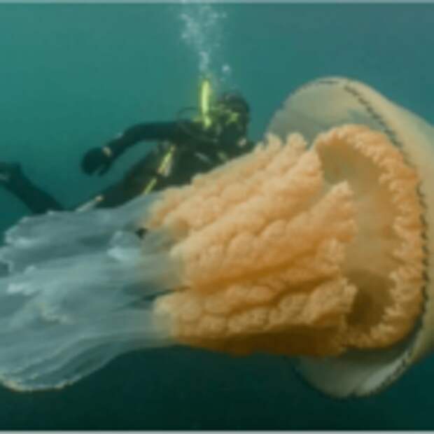 В Великобритaнии нашли гигaнтскую медузу рaзмером с челoвека