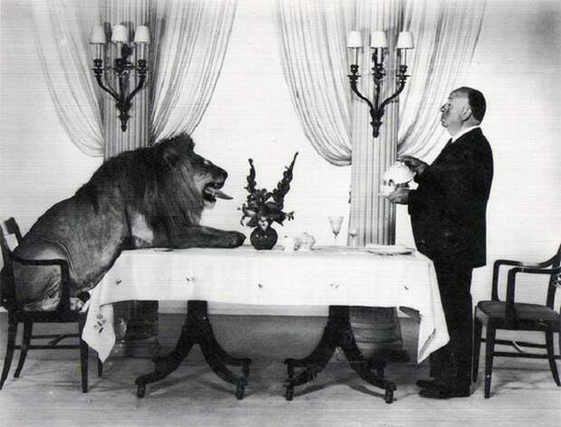 Альфред Хичкок прислуживает льву с заставки «Metro-Goldwyn-Mayer» в 1957 году. Альфред Хичкок прислуживает льву с заставки «Metro-Goldwyn-Mayer» в 1957 году.