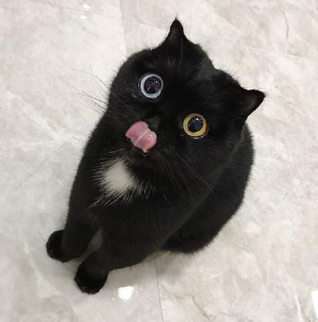 Кошка показывает язык Кошка и язык