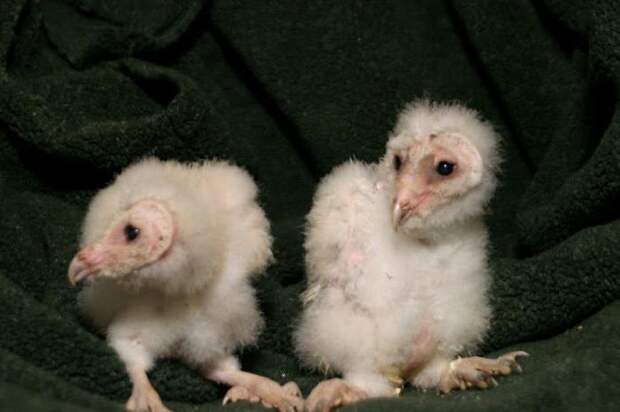 Обыкновенная сипуха: описание, ареал обитания, фото