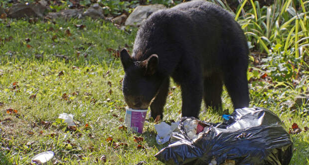 black bear eating trash