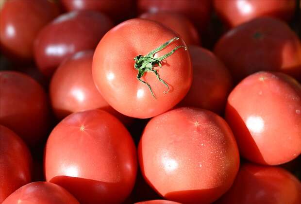 Раскрыта распространенная ошибка при хранении помидоров