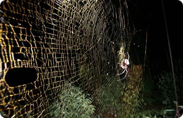 Самый большой из плетущих паутину паук Nephila komaci