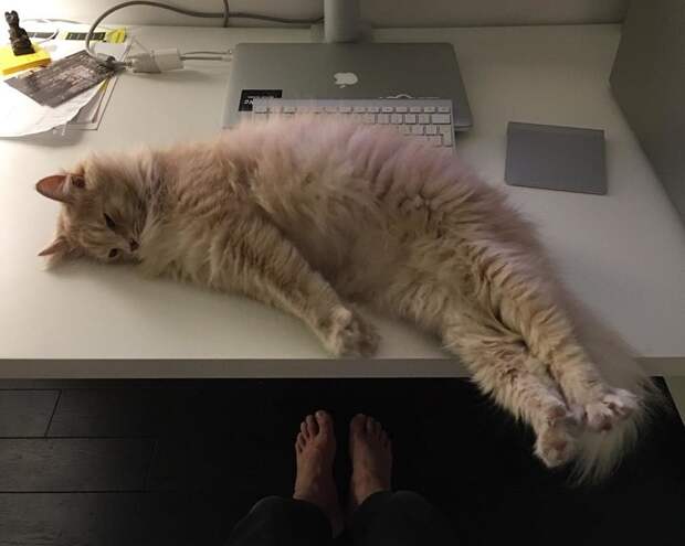 Экзистенциальная тоска: Инстаграм грустного кота Instagram, животные, кот