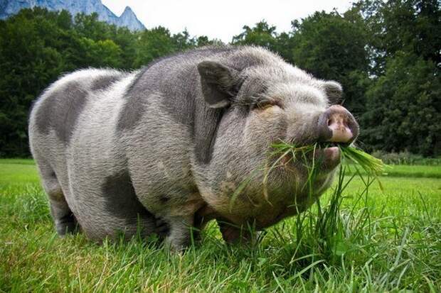 Жирная и толстая свинья