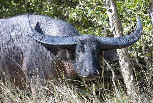 Буйволы. Рога саванновых достигают 1,5 метров, а лесных буйволов намного меньше и слабее, практически никогда не срастаются и редко достигают длины даже 40 см. интересное, красота, природа, рога, флора