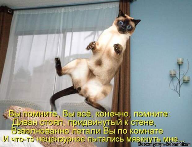 Свежая и прикольная котоматрица (32 фото)
