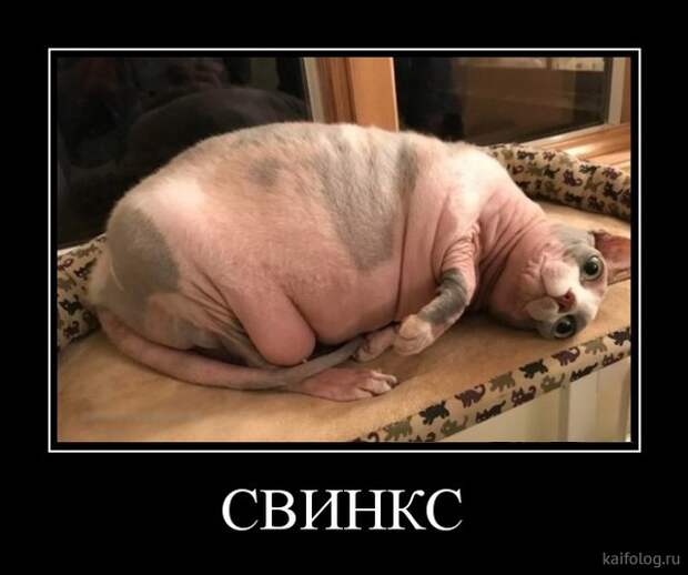 Просто демотиваторы (40 штук) Просто демотиваторы (40 штук)