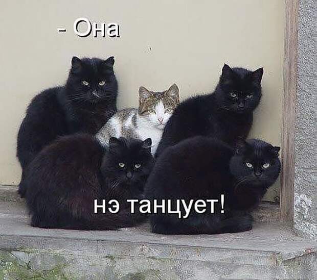 Котопост животные, коты, прикол, юмор