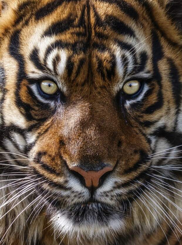 Тигры – дикий животный магнетизм в 30 потрясающих фотографиях 21