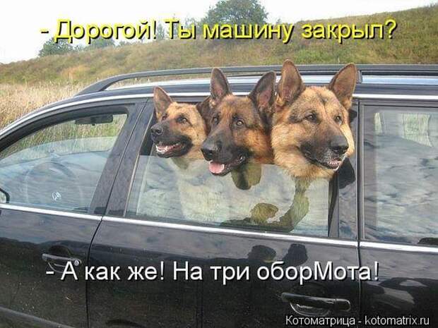 Выпуск 272: Красочные и улыбающие котоматрицы (30 фото)