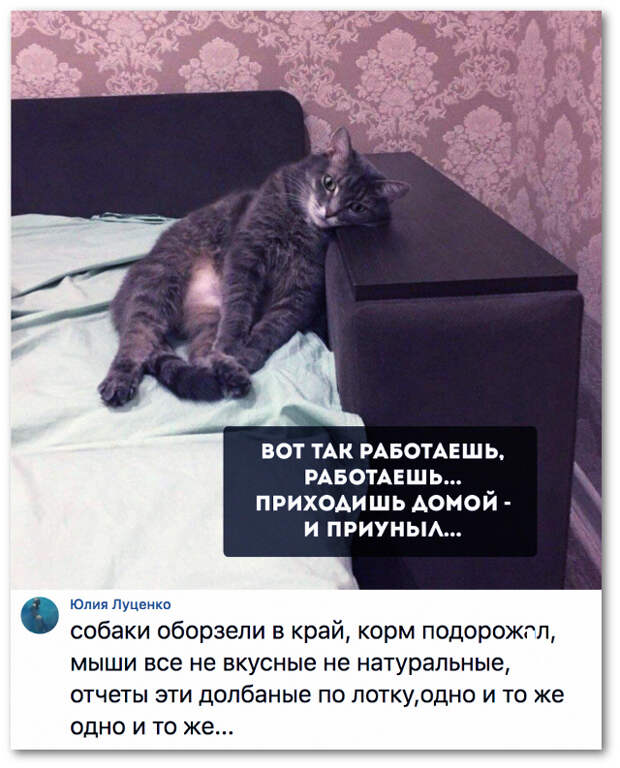 изображение: Вот так рабоеташь, работаешь... приходишь домой - и приуныл... - Собаки оборзели в край, корм подорожал, мыши все невкусные, ненатуральные, отчеты эти долбанные по лотку, одно и то же, одно и то же ... #Котоматрицы